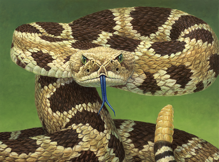 Portrait of a Rattlesnake